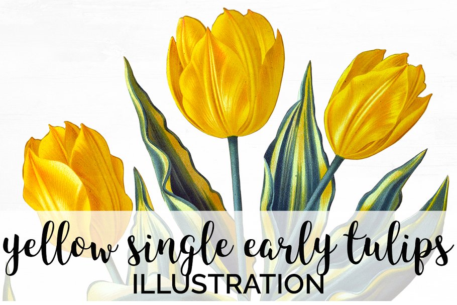 Cover image of Yellow Single Early Tulips Vintage.