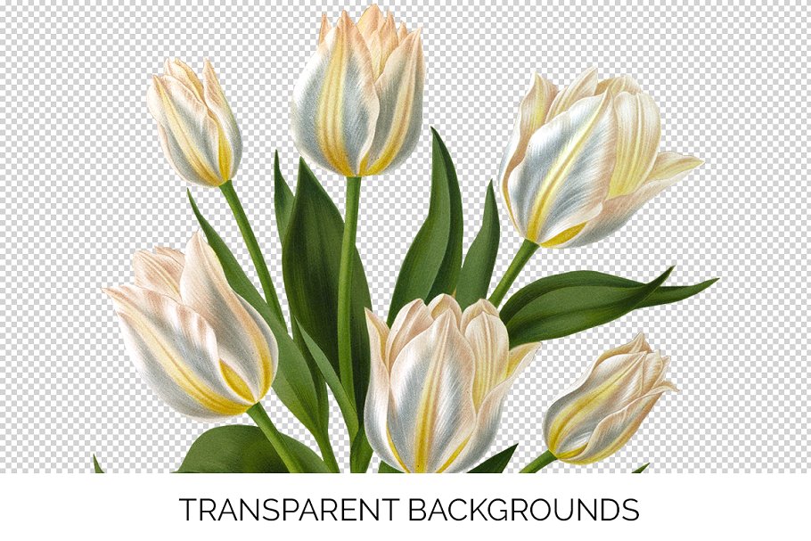 All images were created on transparent background.