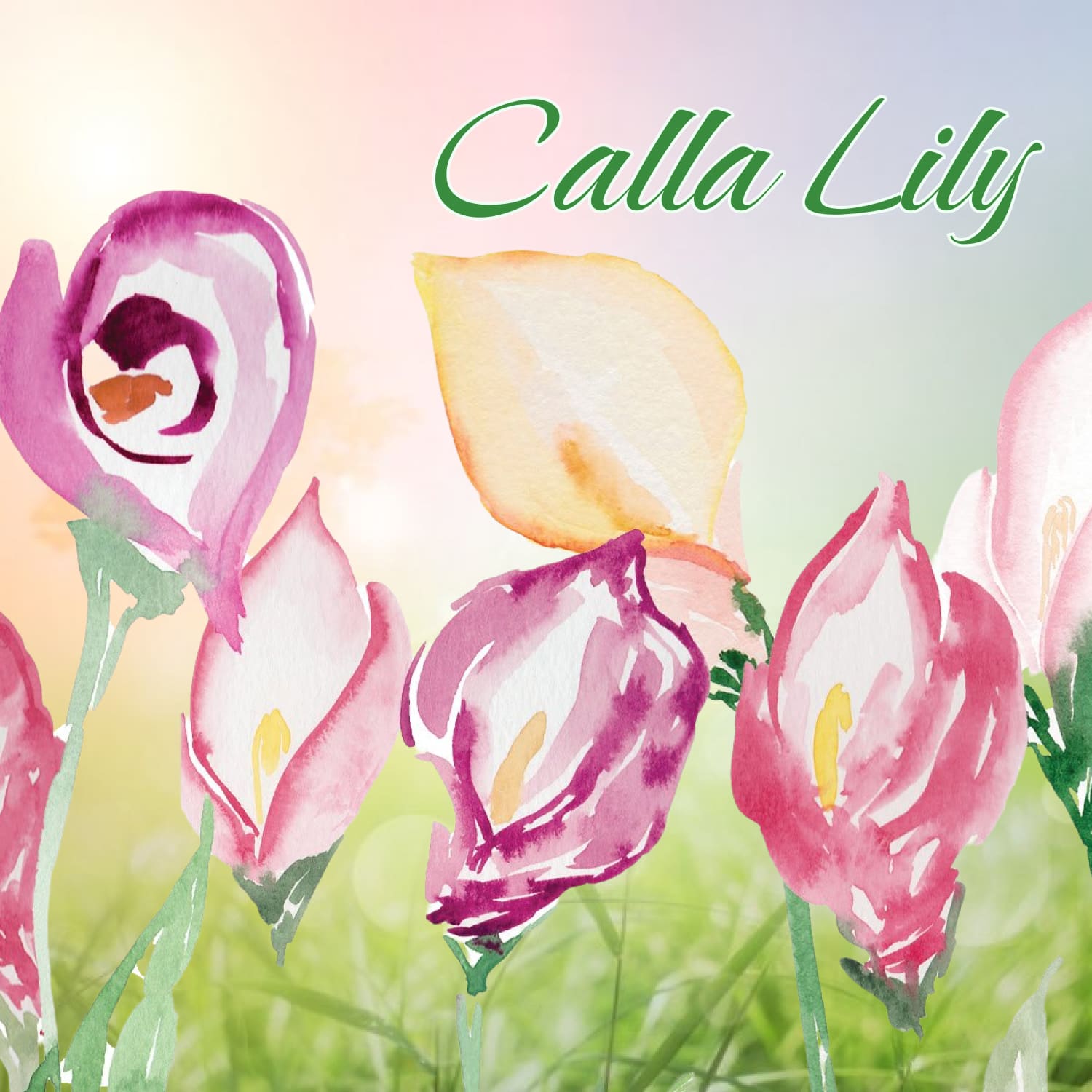 Eight calla lily illustrations painted in watercolors in a loose style in various colors.