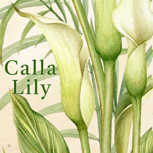 Watercolor white Calla Lily, tropics leaves, palm leaf digital clip art.