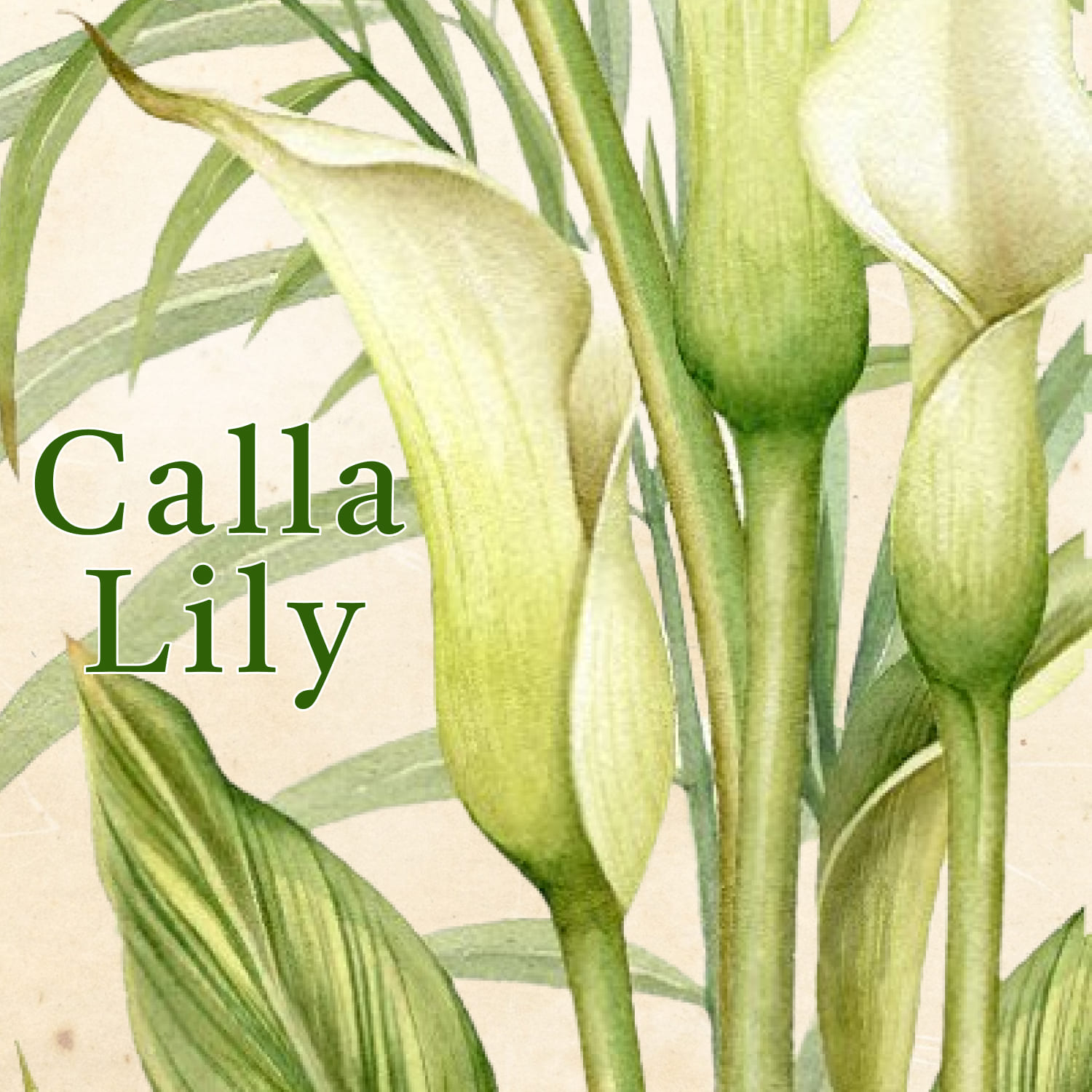 Watercolor white Calla Lily, tropics leaves, palm leaf digital clip art.