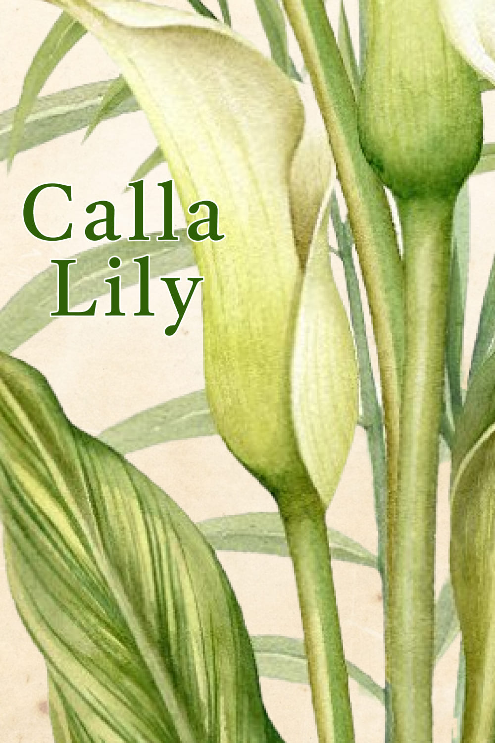 Calla Lily. Watercolor Clipart PNG - preview image.