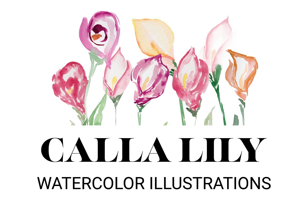 Cover image of Calla Lily: Watercolor Illustrations.