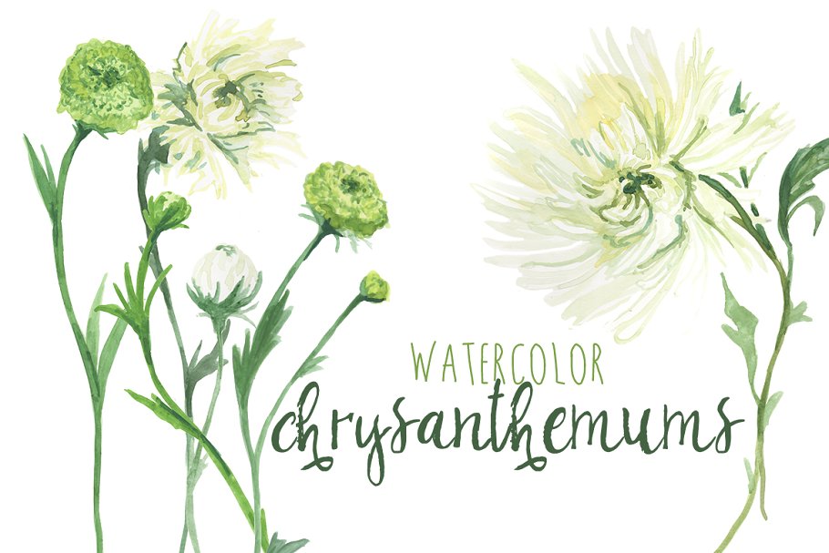 Cover image of Watercolor Chrysanthemums & Dahlias.