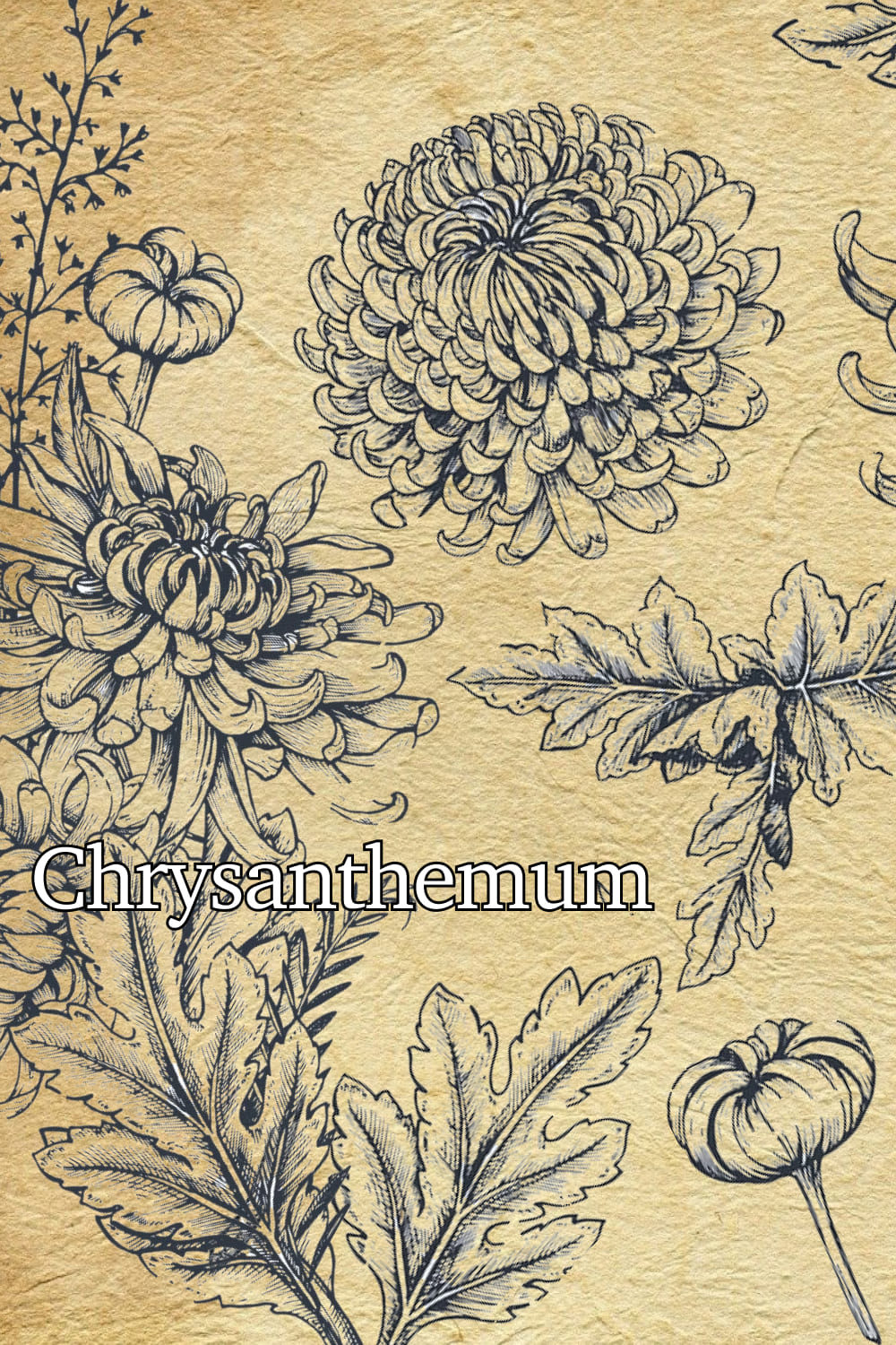 Chrysanthemum Vector Set - preview image.