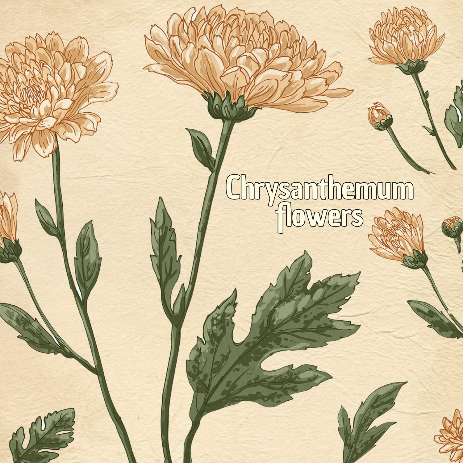 Flowers Chrysanthemums. Sketch flowers vector line.