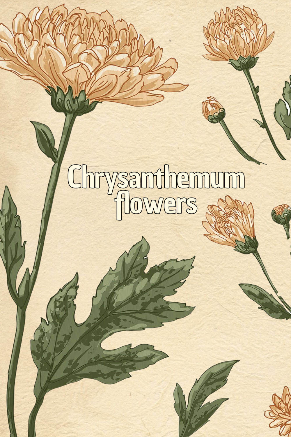 chrysanthemum flowers 04
