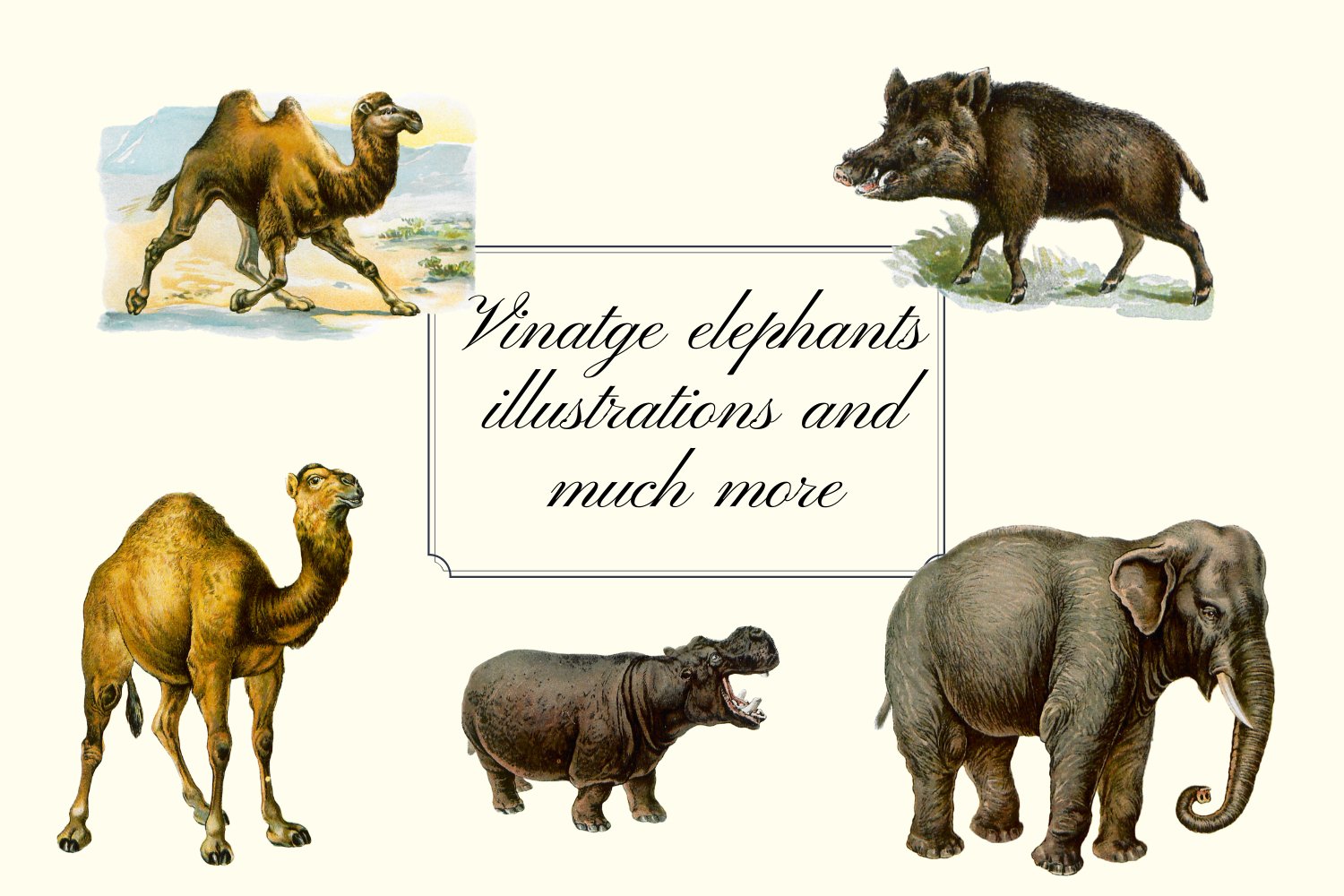 Vintage elephants illustrations.
