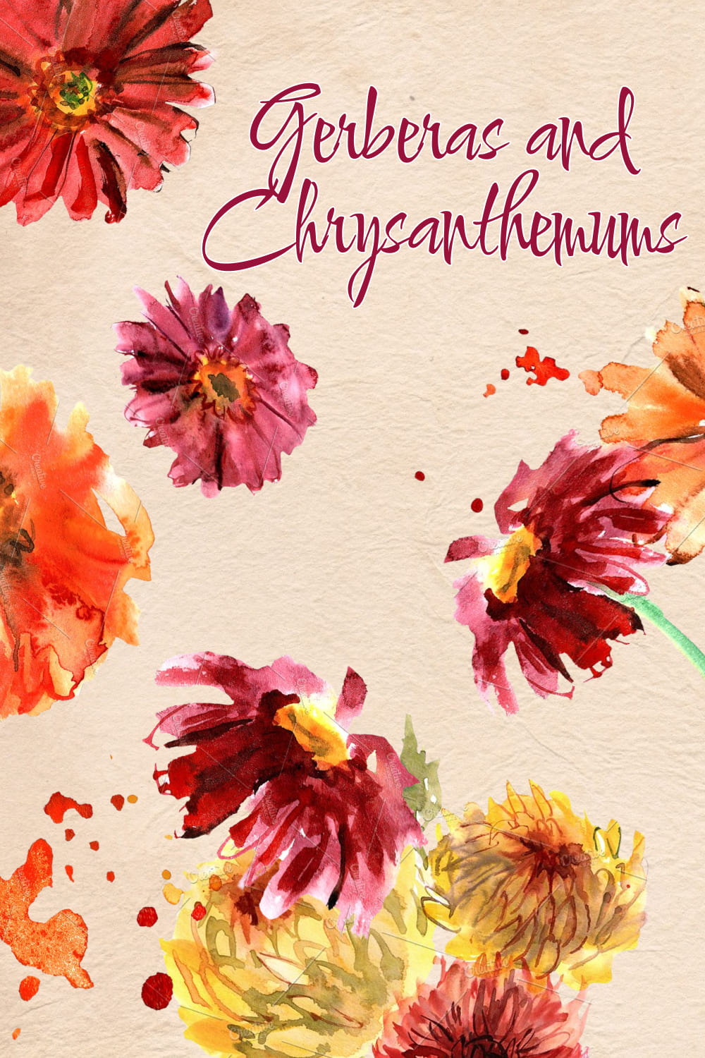gerberas and chrysanthemums 04