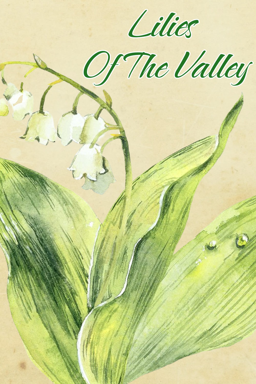 lilies of the valley 04