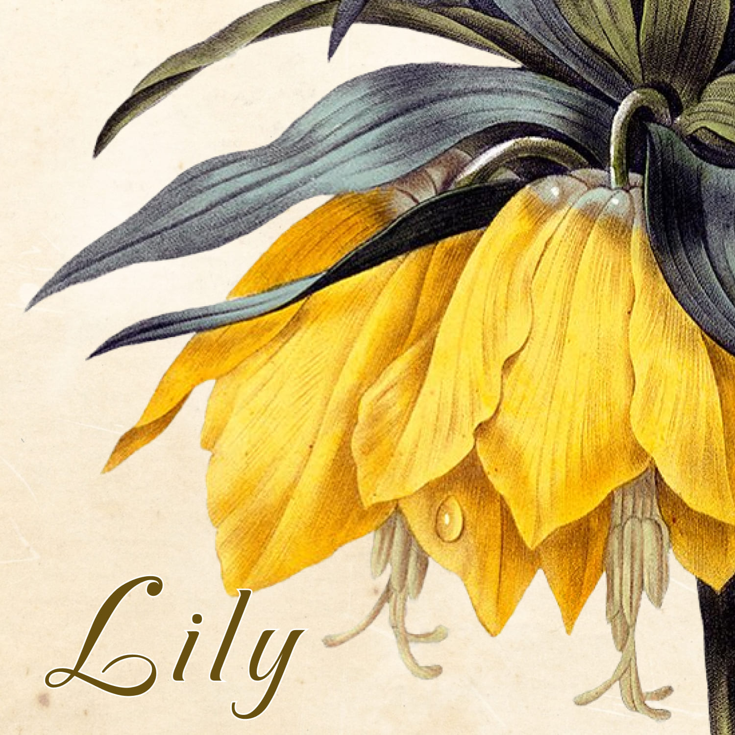 These fabulous lily clipart have come from a book published in the 1800’s.