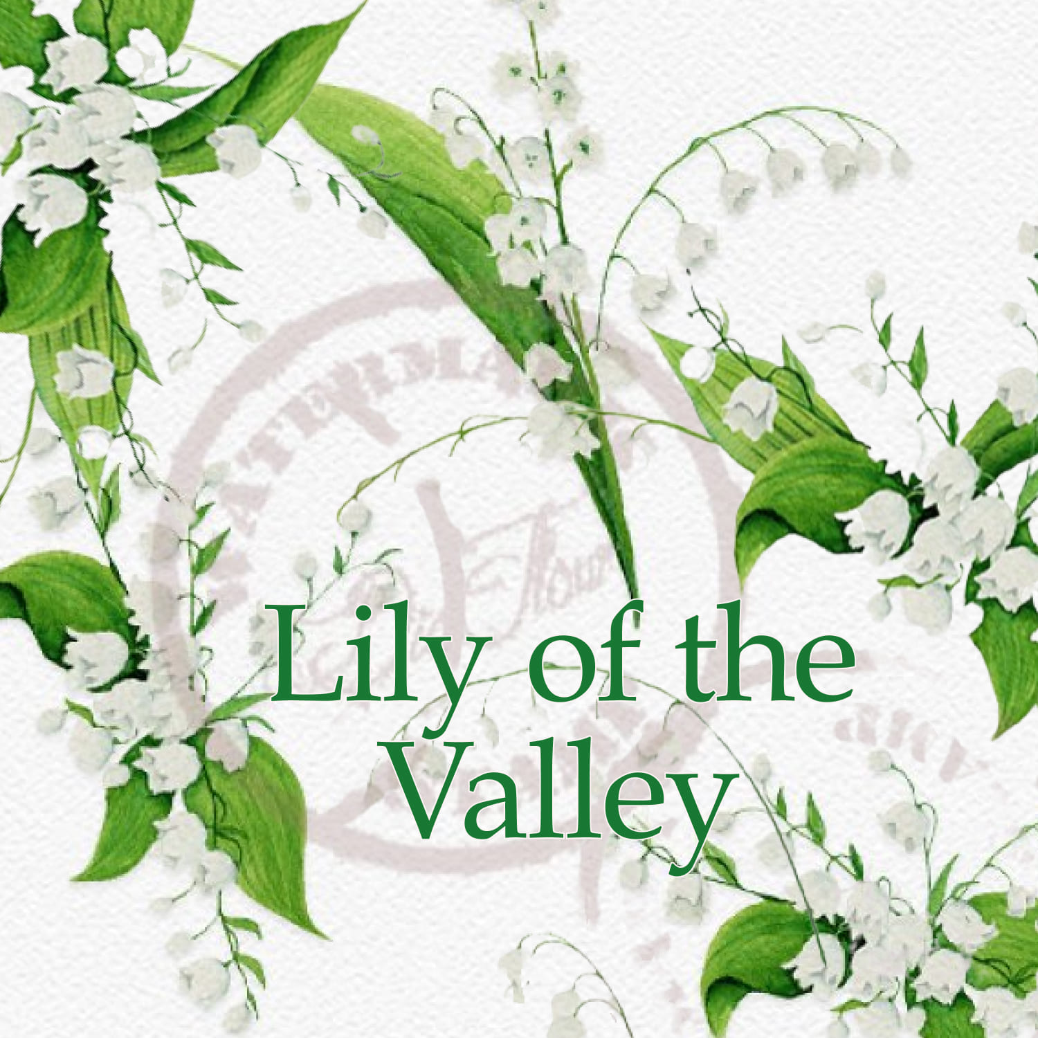 Lily Of The Valley Clip Art – MasterBundles