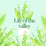 Lily of the valley watercolour digital clip art.