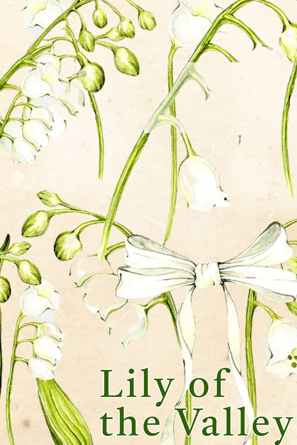Lily Of The Valley Clip Art - preview image.