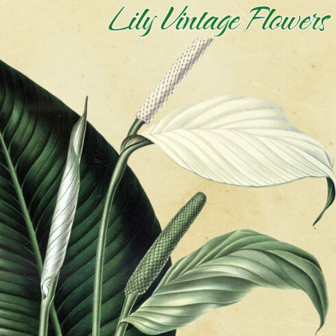 The handpicked lilies have been carefully color corrected to look fresh and new.