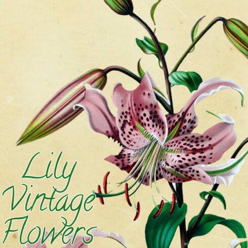 These fabulous lily illustrations have come from a book published in the 1800’s..