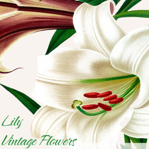 Lily White Flowers - preview image.