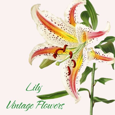 Lily Gold Flowers image preview.