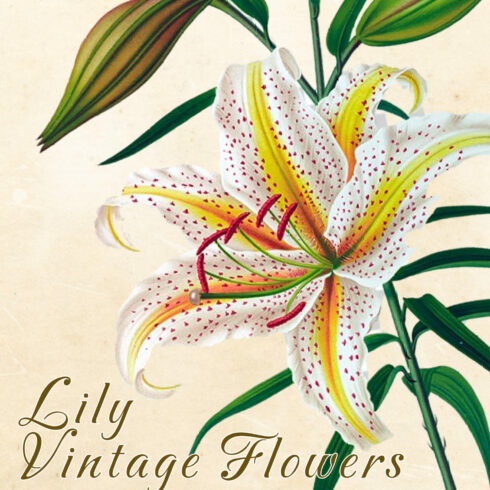 These fabulous lily illustrations have come from a book published in the 1800’s.
