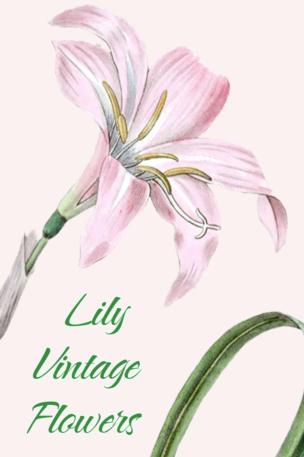 lily vintage flowers 04 4