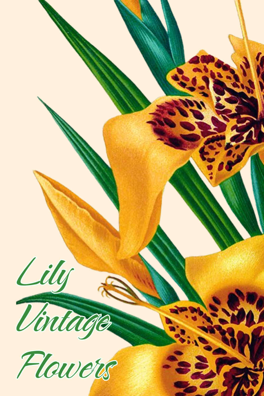 Lily Clipart Vintage Flowers - preview image.