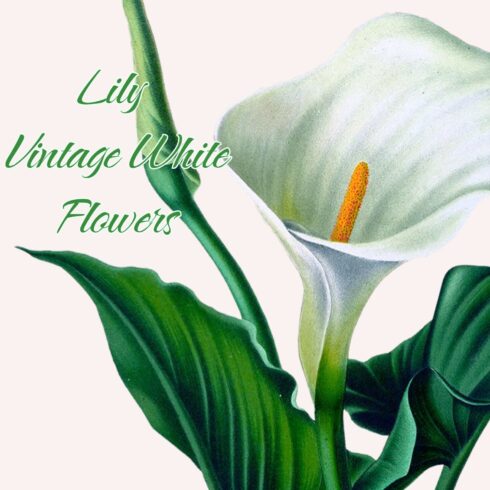 Lily White Flowers image preview.
