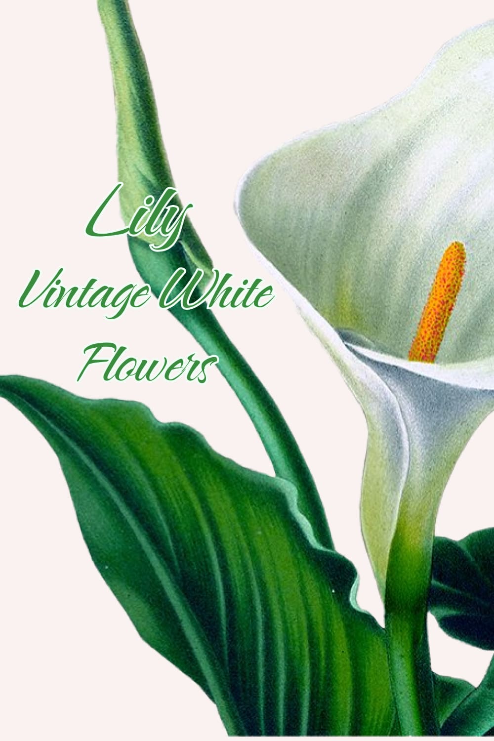 lily vintage white flowers 04