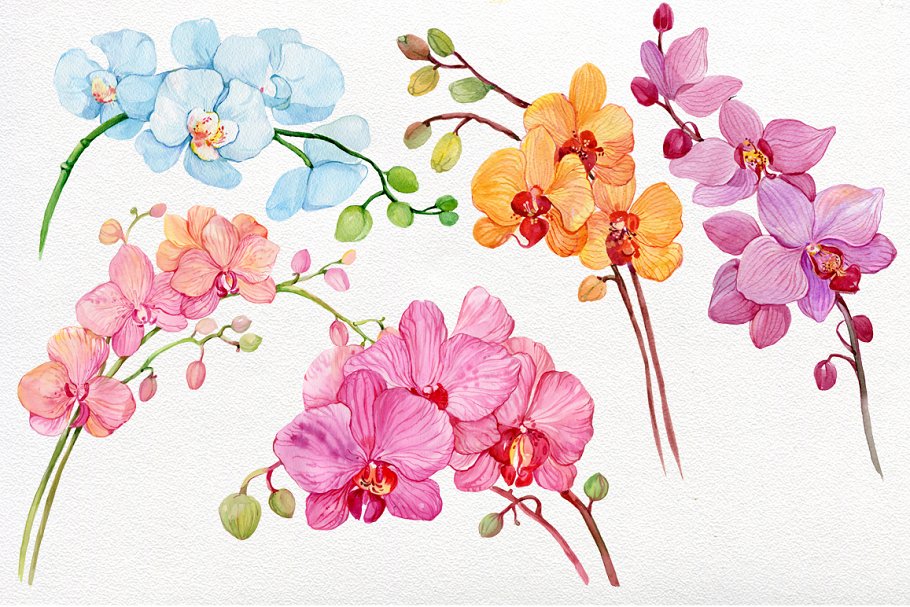 Floral graphics for your creative projects.