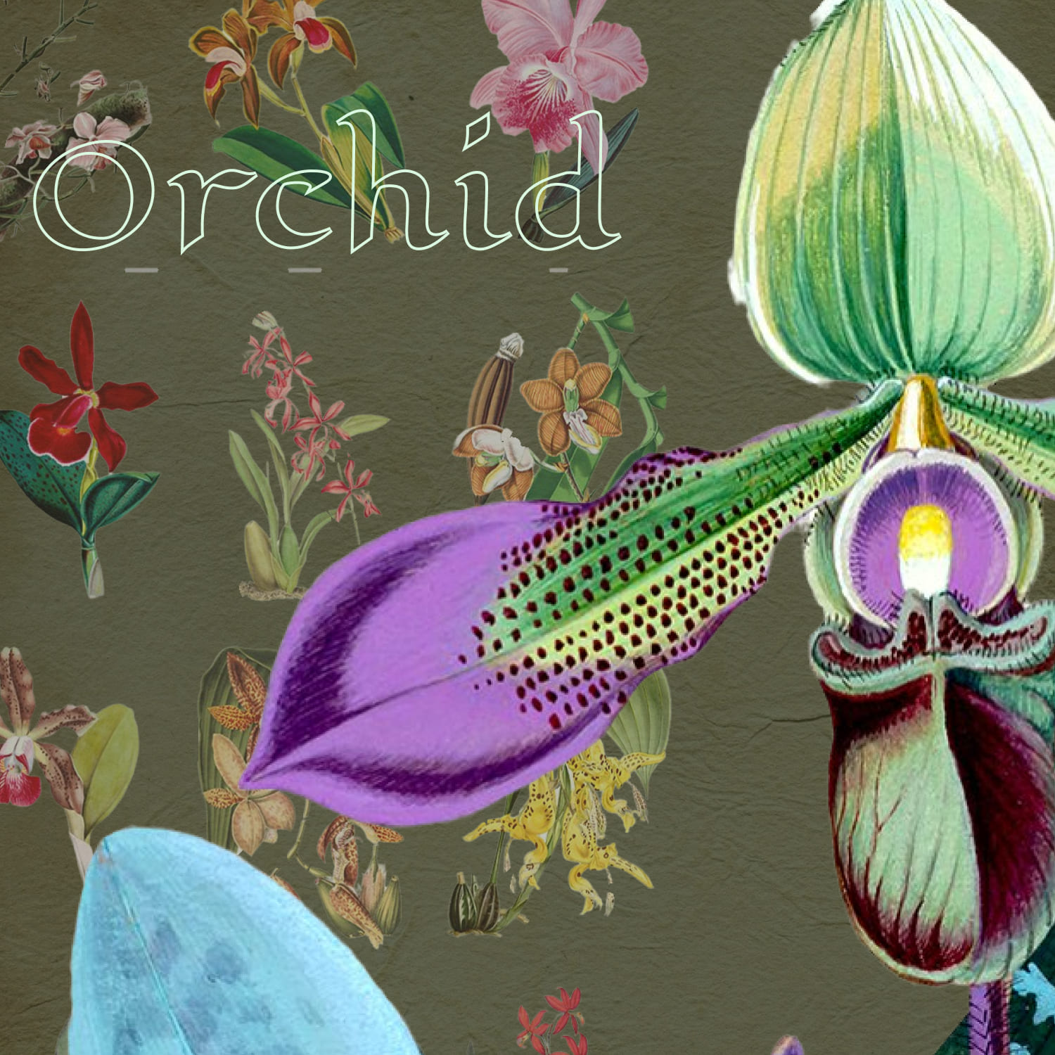 Orchid Clipart Bundle Vintage Flower - Volume 12.