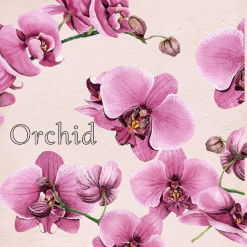 Real hand painted Orchid flowers Phalaenopsis clip arts.