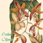 Orchid Clipart Flowers Vintage image preview.