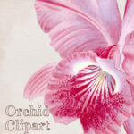 Orchid Clipart Cattleya Malanana Graphic.