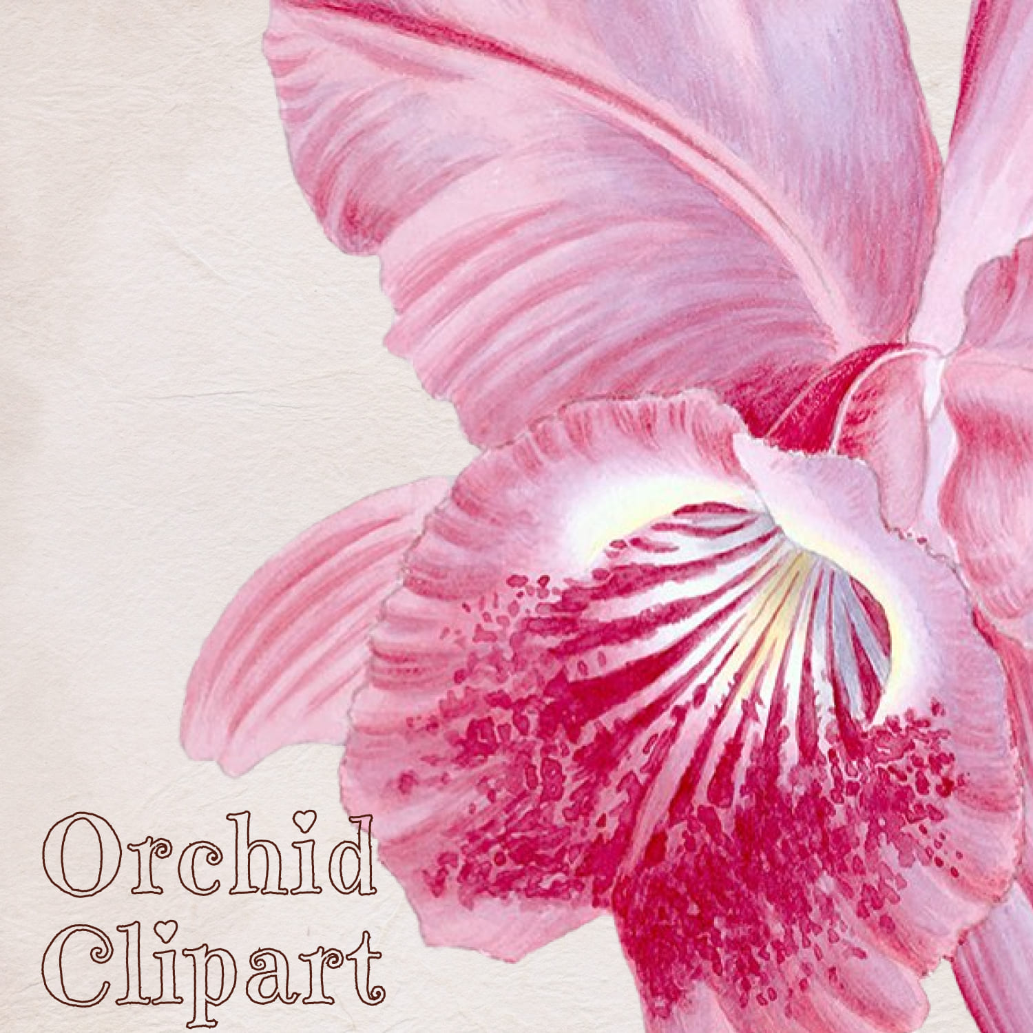 Cattleya Flower Stock Illustrations – 673 Cattleya Flower Stock  Illustrations, Vectors & Clipart - Dreamstime