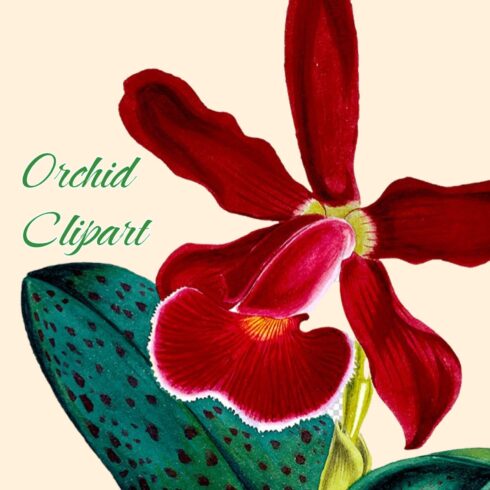 Orchid Clipart Cattleya Schilleriana Orchid.