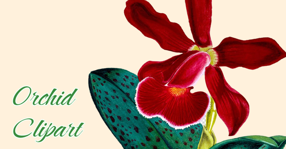 This is a good example of orchid collection for your Facebook page.