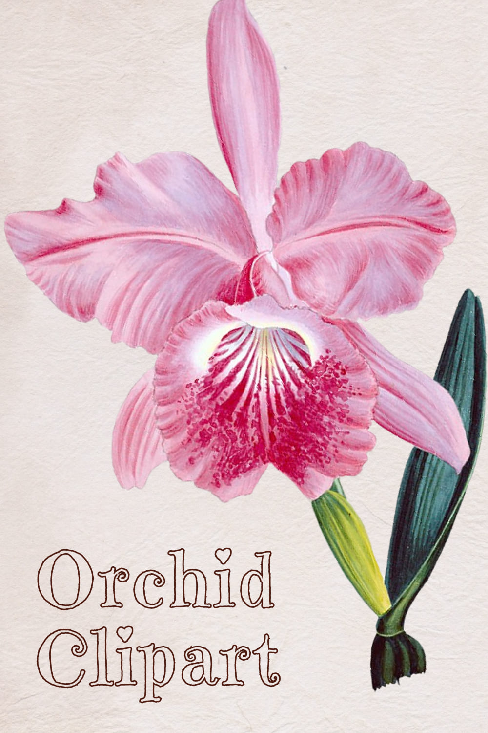Orchid Clipart - preview image.