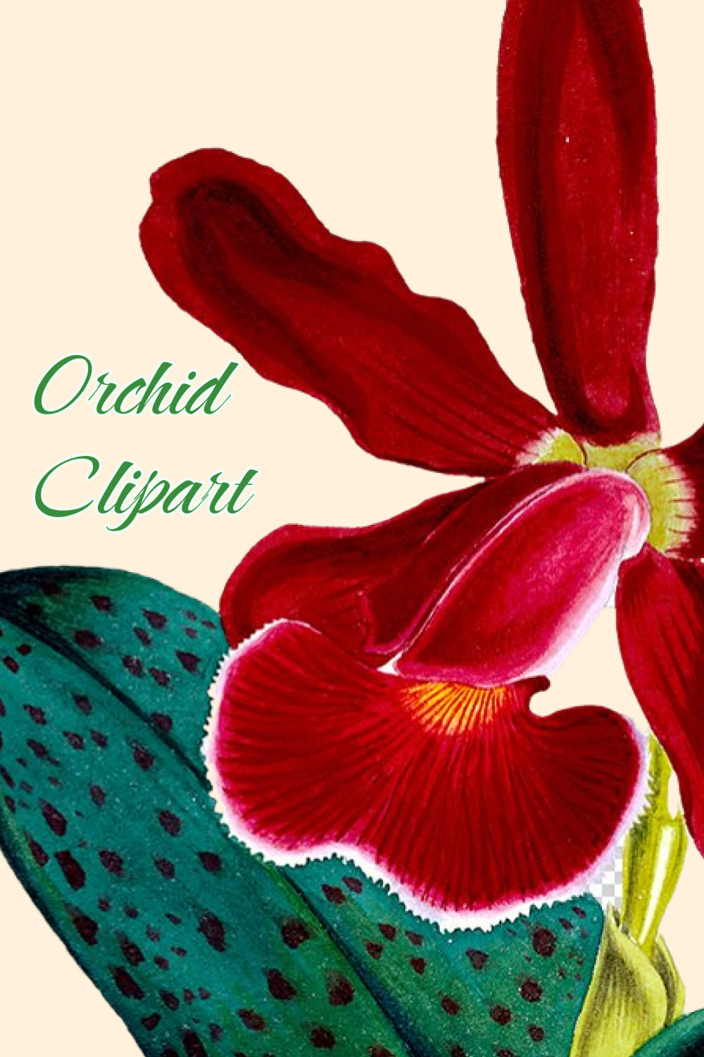 Orchid Clipart - preview image.