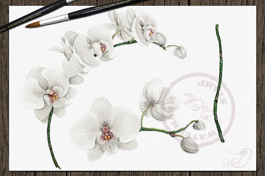 White tender orchids for your project.
