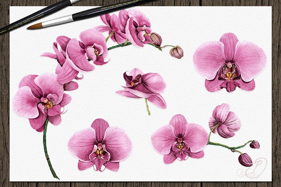 Diverse of watercolor pink floral elements.
