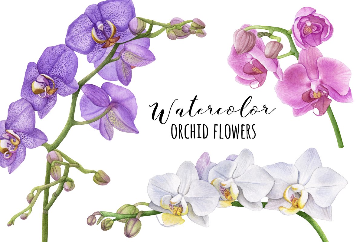Cover image of Watercolor Orchids.