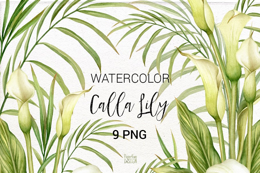 Cover image of Calla Lily. Watercolor Clipart PNG.