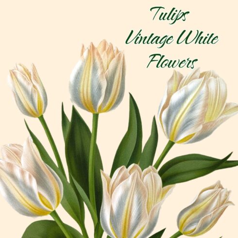 Tulip Bouquet Clipart Vintage image preview.
