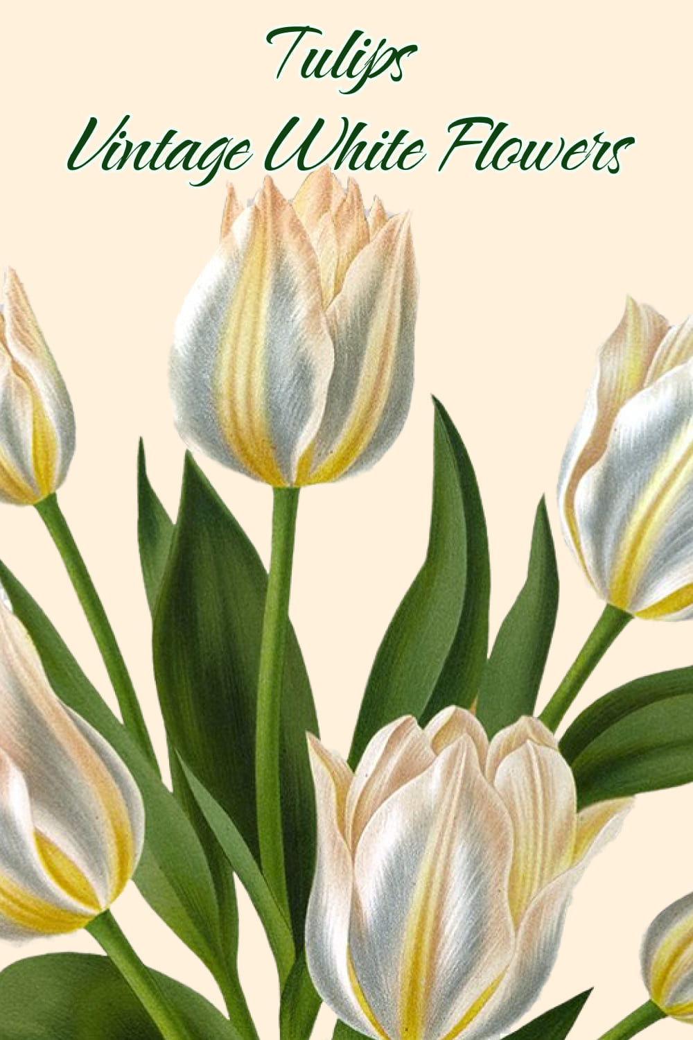 tulips vintage white flowers 04