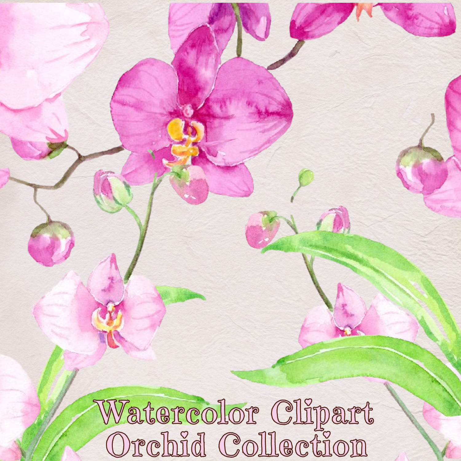 Hand painted watercolor clipart Orchid Collection.