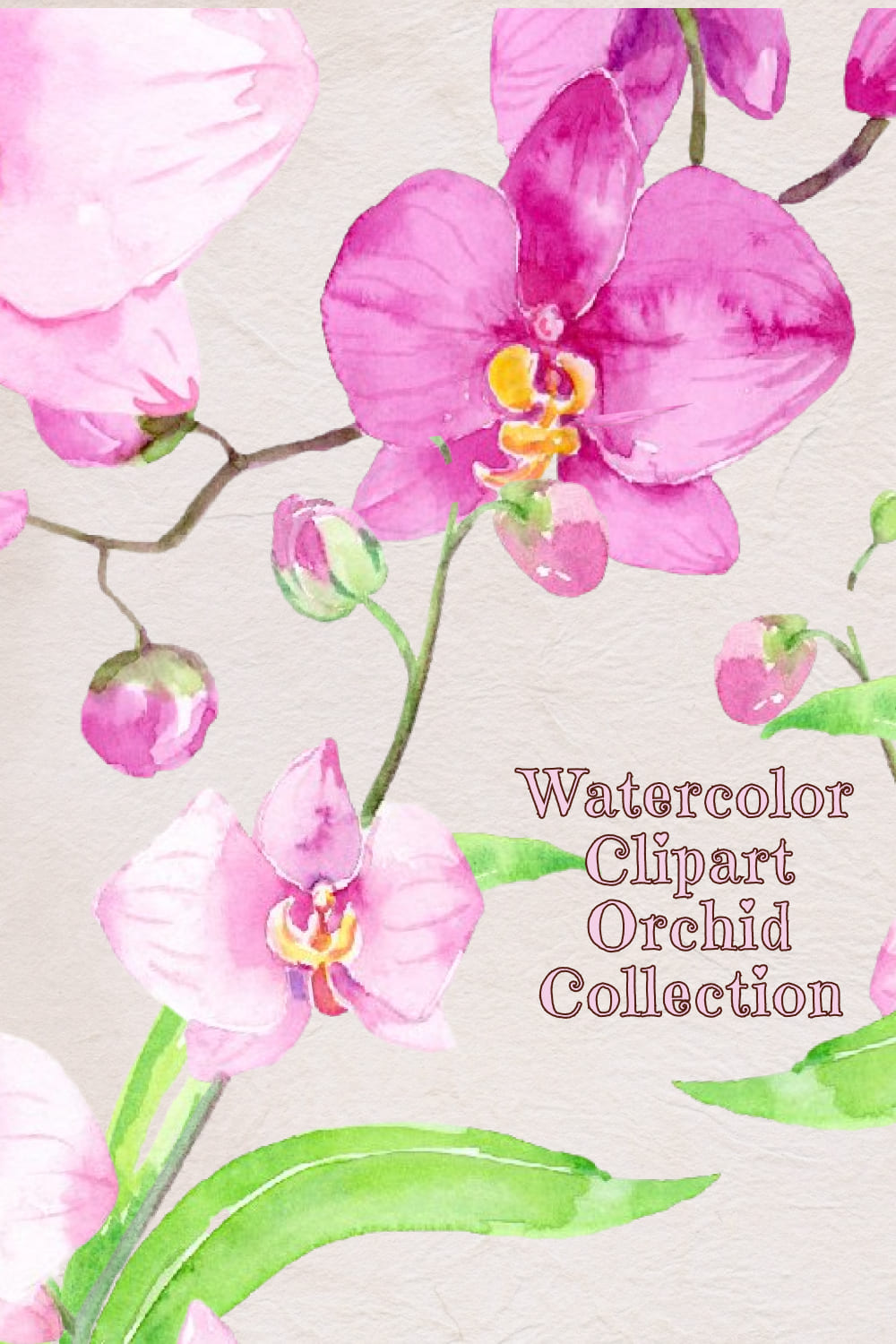 Watercolor Clipart Orchid Collection - preview image.