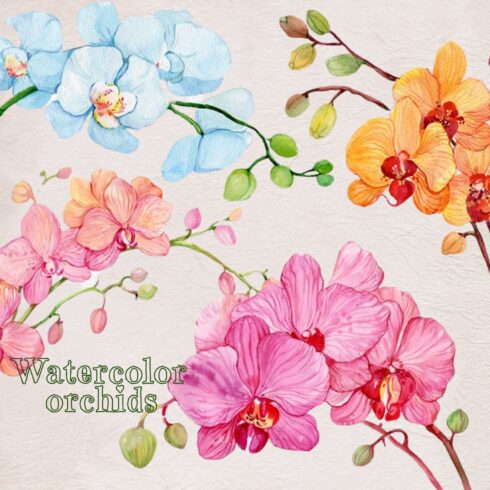 Watercolor clipart. 5 branches of orchids - image preview.