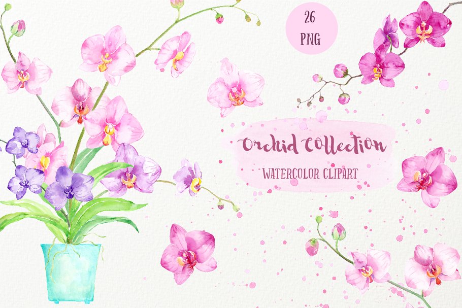 Cover image of Watercolor Clipart Orchid Collection.