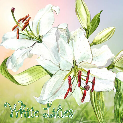 White Lilies Watercolor Clip Art - preview image.