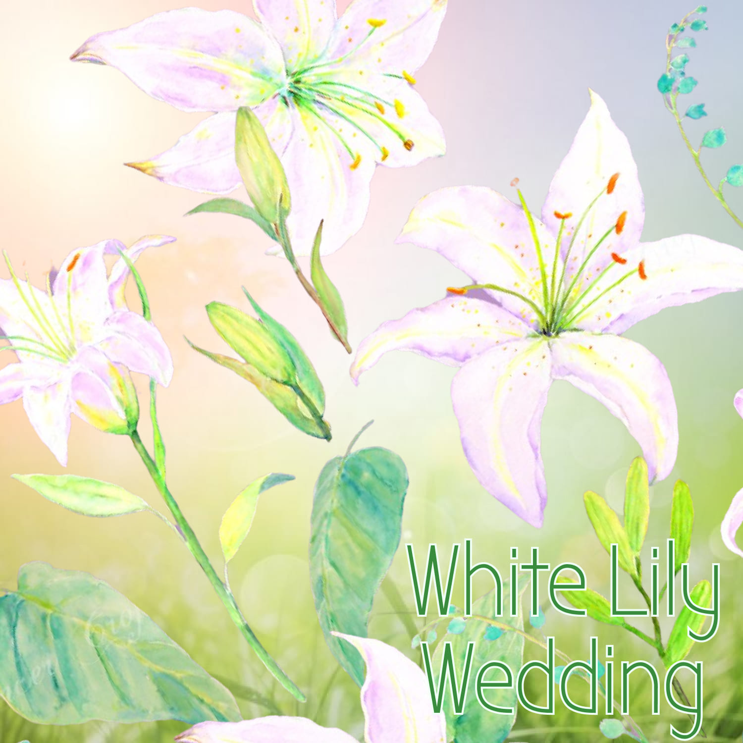 12 Hand painted watercolor white lily.