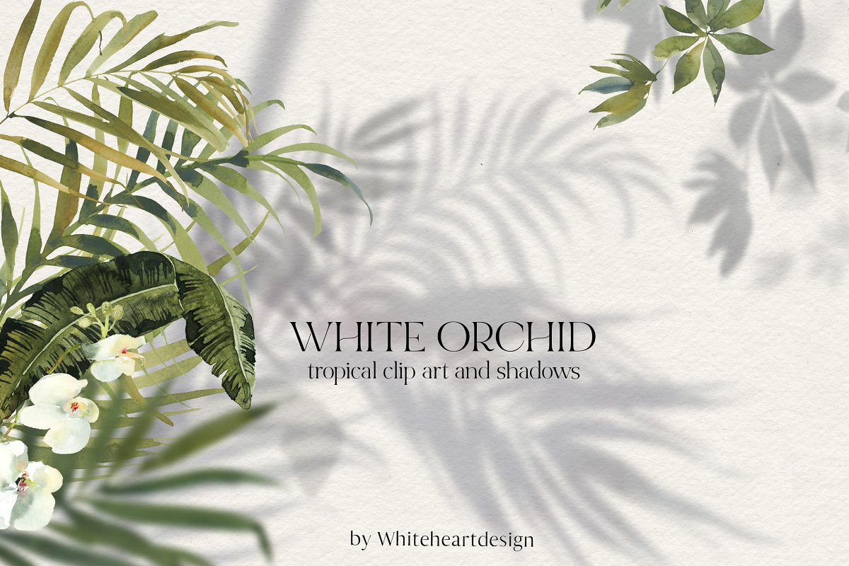 Cover image of White Orchid Tropic Clipart & Shadow.